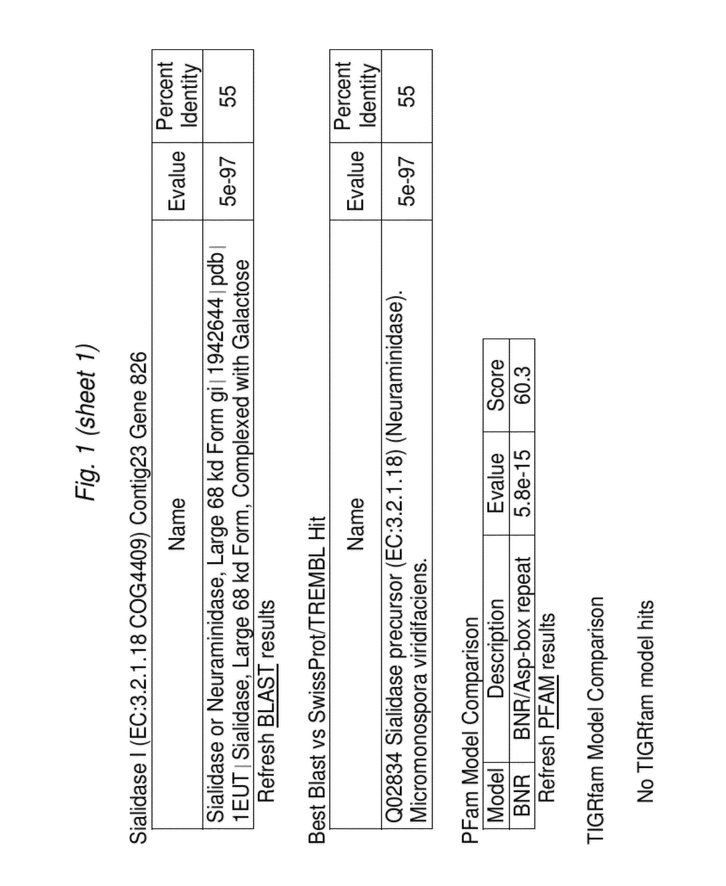 Bifidobacterial gene sequences and their use