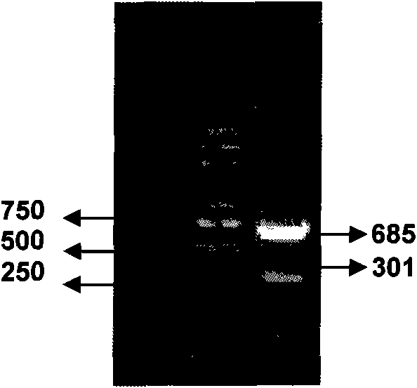 Pathogenic aeromonas hydrophila assay kit