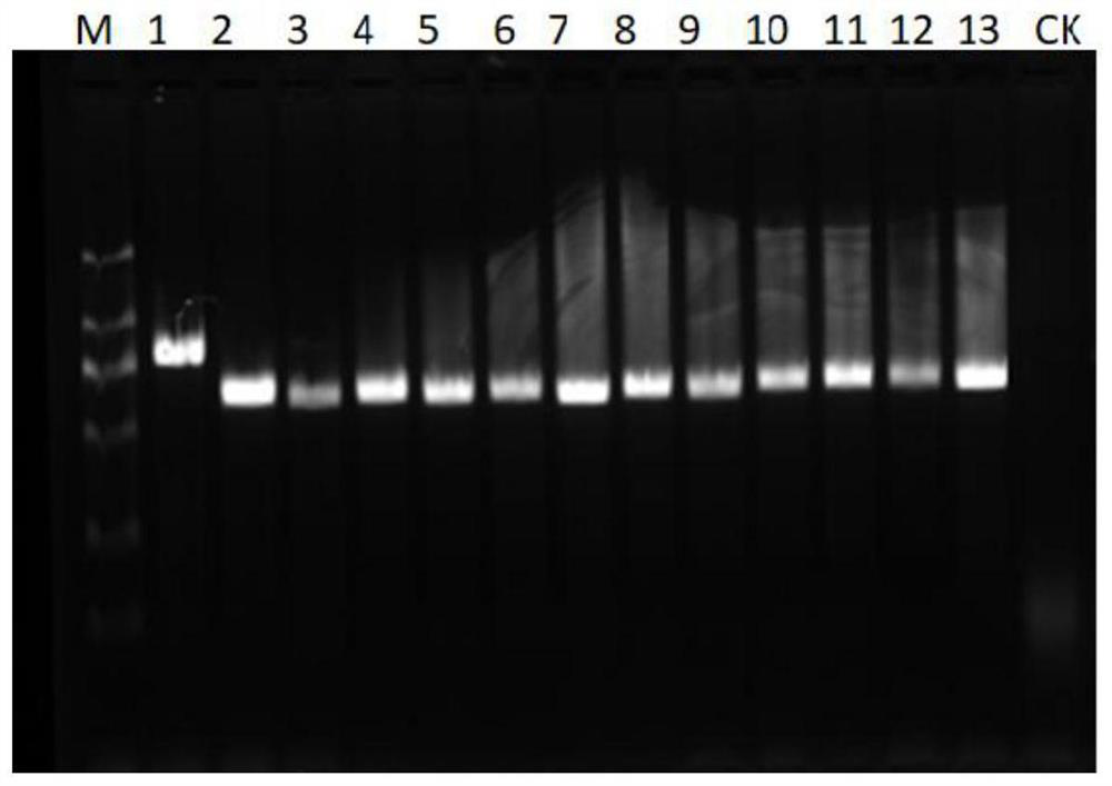 Screening method of solo-LTR toxic candidate strain with Inago2 in AvrPiz-t