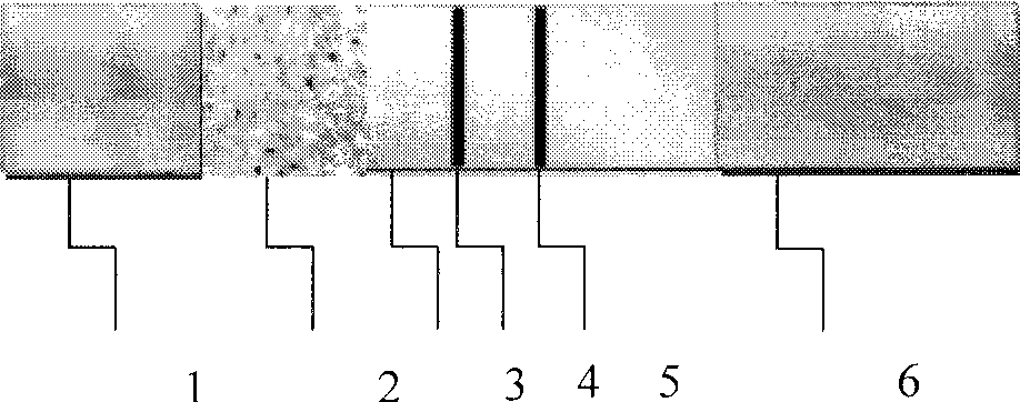 Melamine immune chromatography test paper detecting method