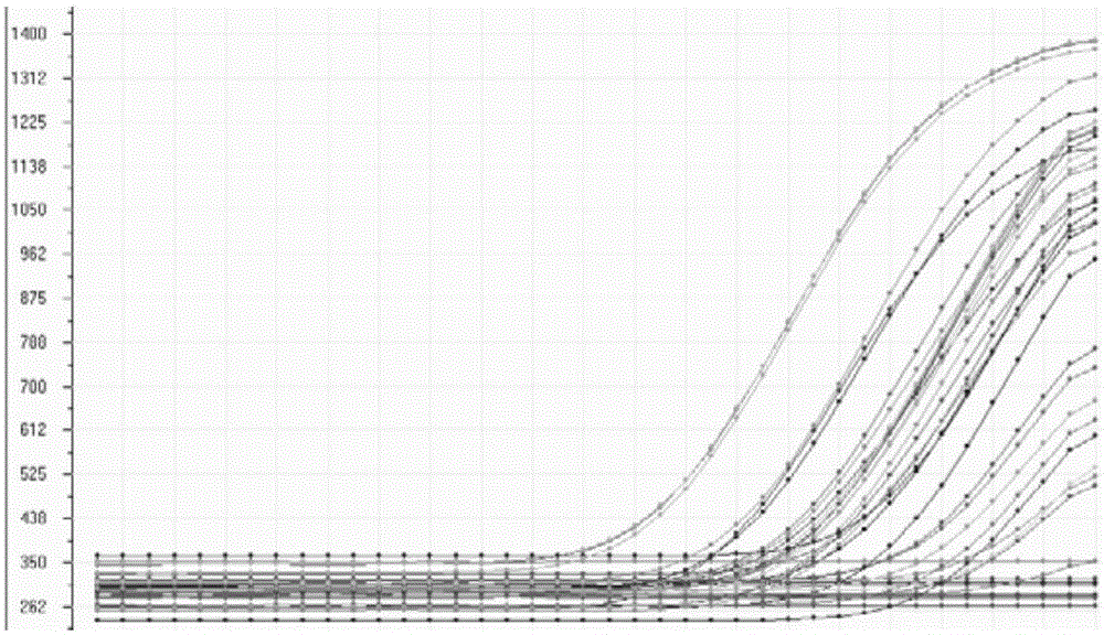 Human cytomegalovirus nucleic acid quantitative detection primer and probe, kit and use thereof