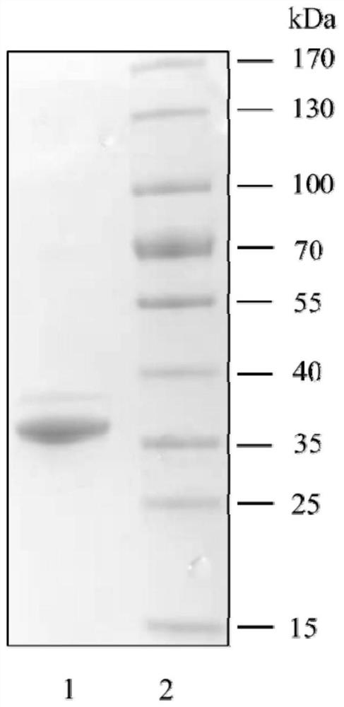 Method for producing candida antarctica lipase B and specific DNA molecule used by method