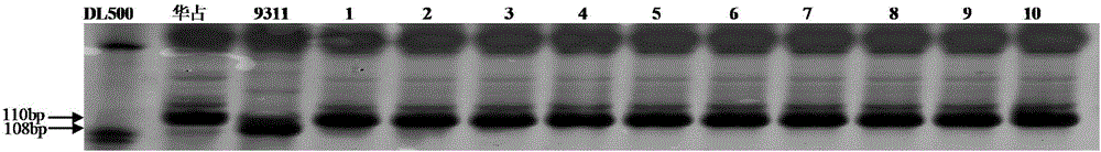 Method for selecting and breeding variety with diversified resistance by molecular marker-assisted selection