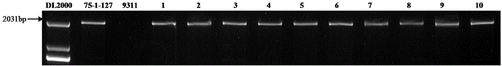 Method for selecting and breeding variety with diversified resistance by molecular marker-assisted selection