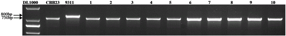 Method for selecting and breeding variety with diversified resistance by molecular marker-assisted selection