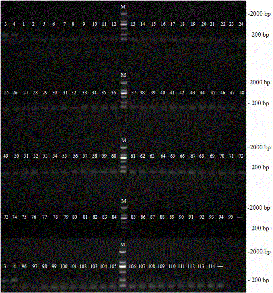 Hippodamia variegate specificity COI primer, kit containing primer and detection method thereof