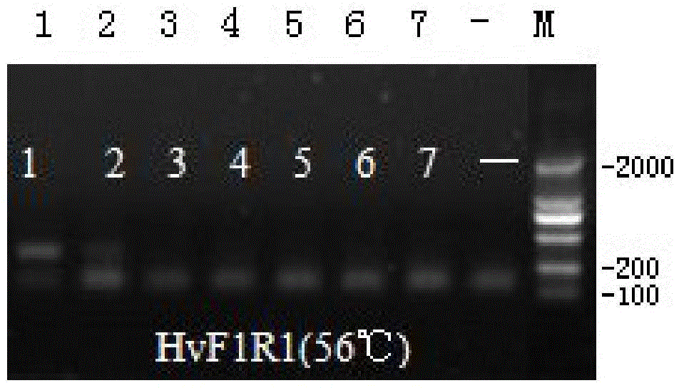 Hippodamia variegate specificity COI primer, kit containing primer and detection method thereof