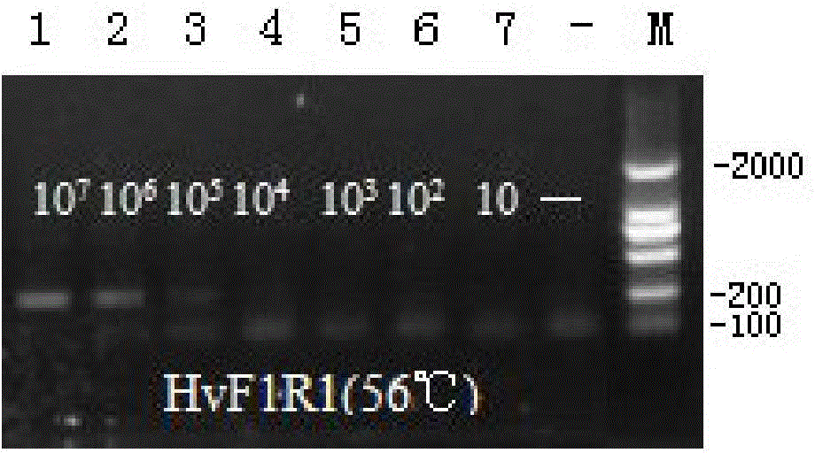 Hippodamia variegate specificity COI primer, kit containing primer and detection method thereof