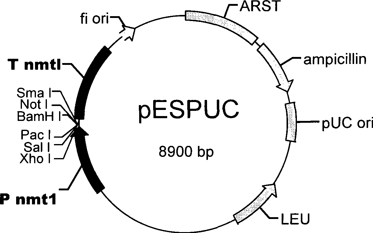 Schizosaccharomyces pombe engineering bacteria having hemicellulase activity and construction method thereof