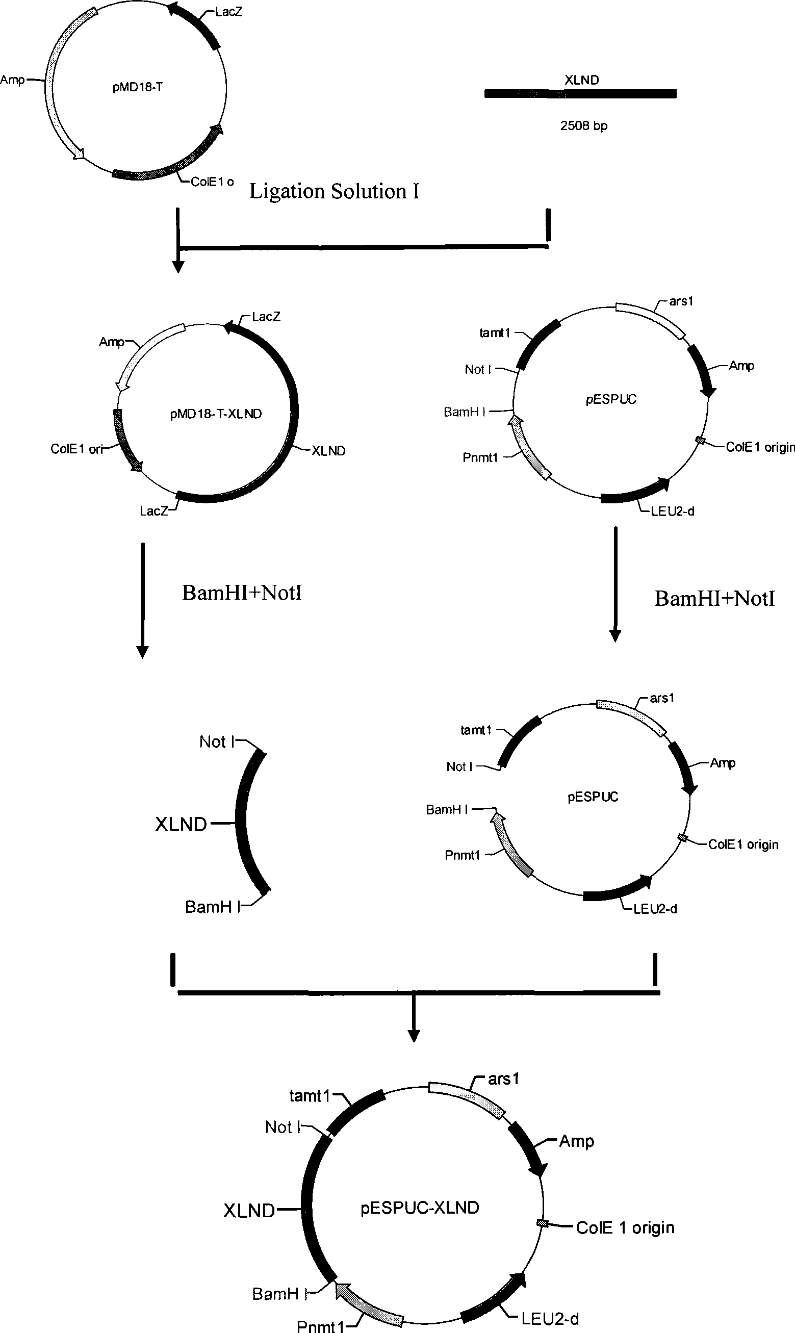 Schizosaccharomyces pombe engineering bacteria having hemicellulase activity and construction method thereof