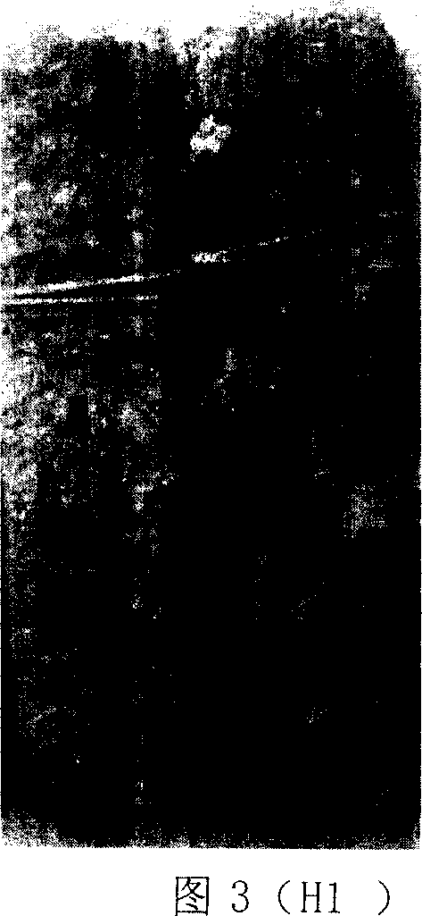 High efficient wide-spectrum sulfide resistant gelled material and preparation process thereof