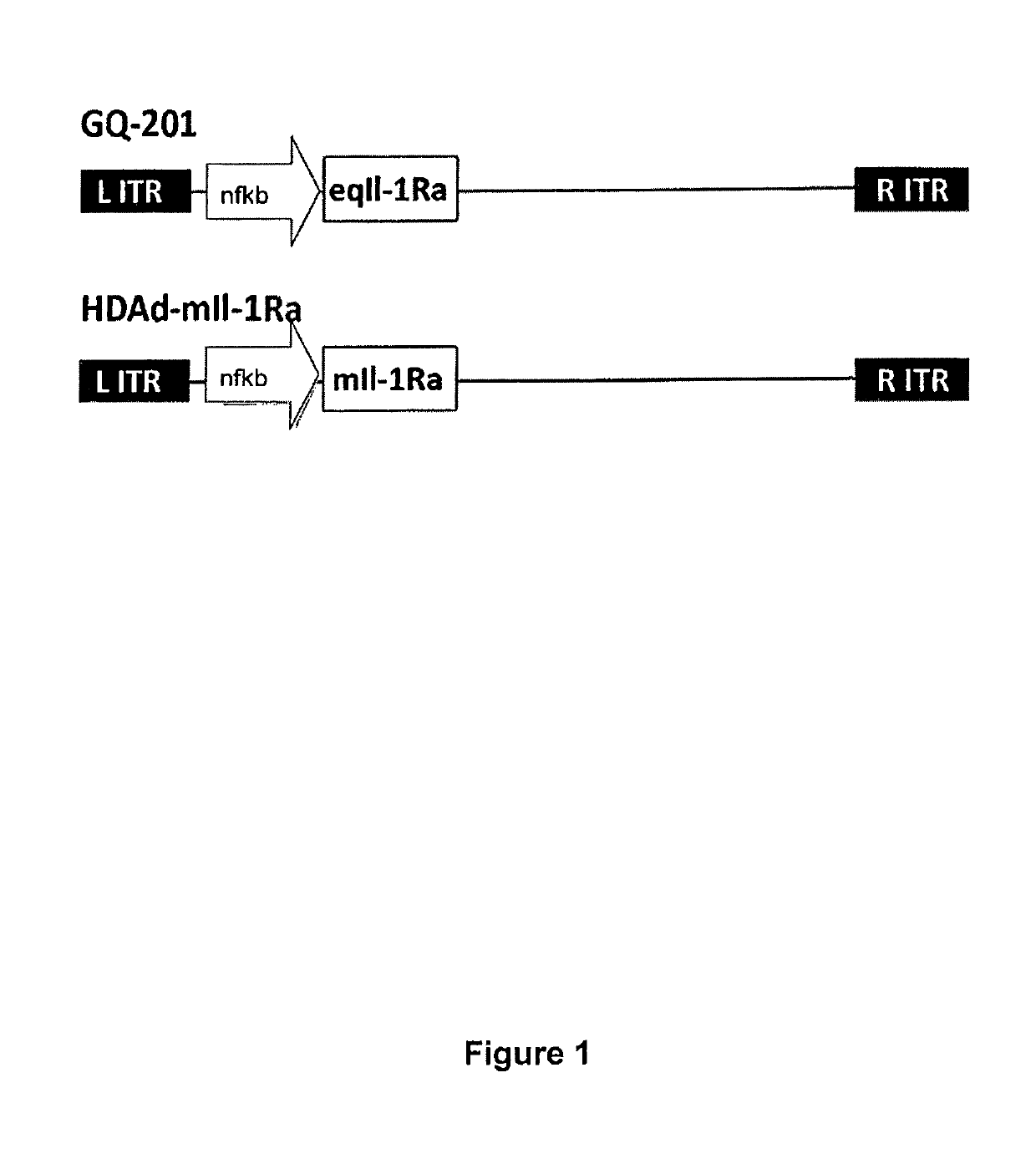 Adenoviral-based biological delivery and expression system for use in the treatment of osteoarthritis