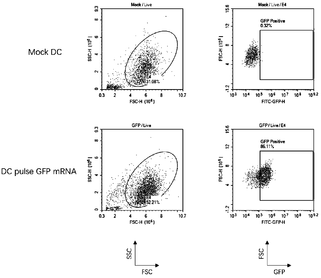 Nucleotide molecule for in-vitro transcription of mRNA, presenting cell and application