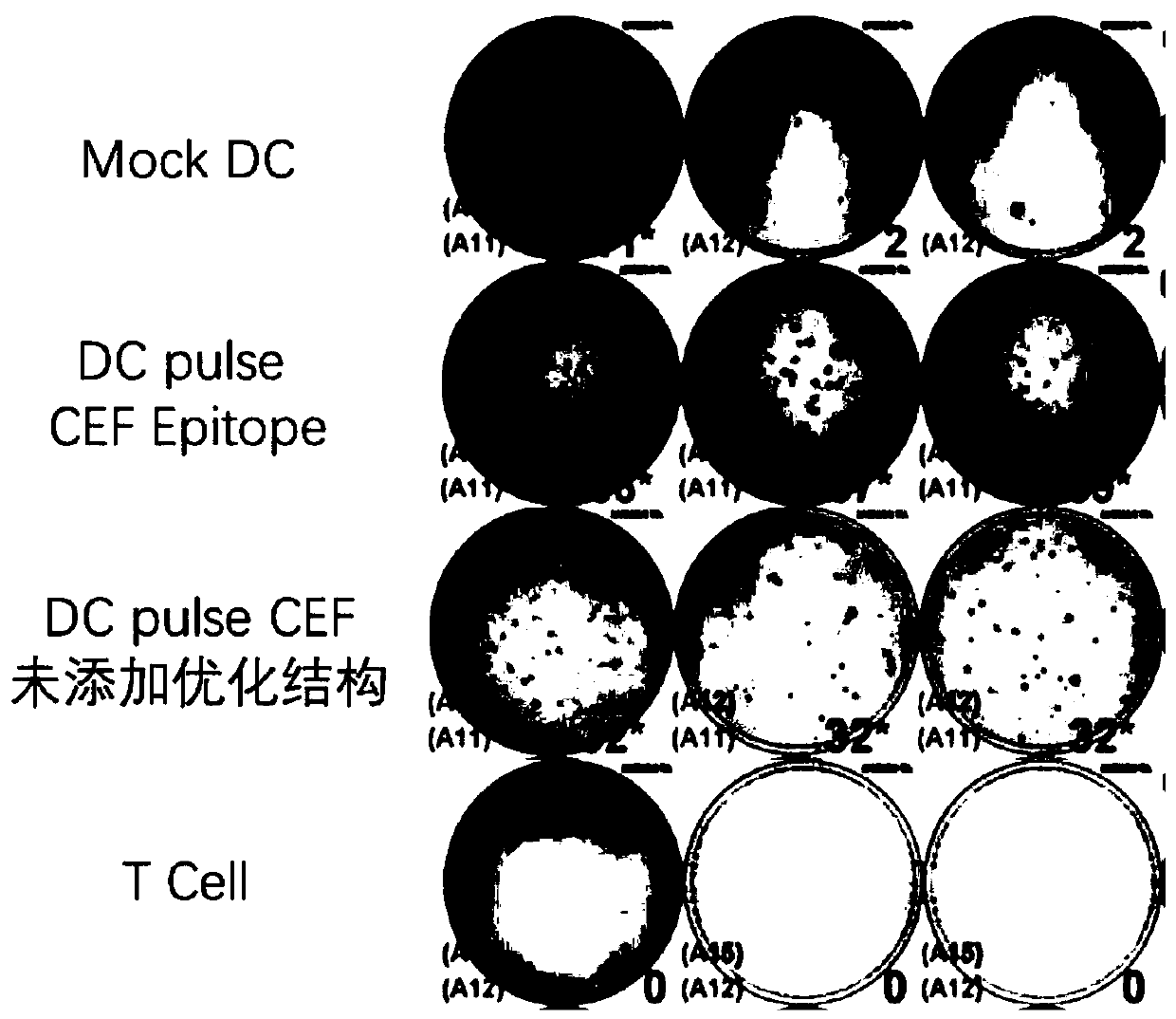 Nucleotide molecule for in-vitro transcription of mRNA, presenting cell and application