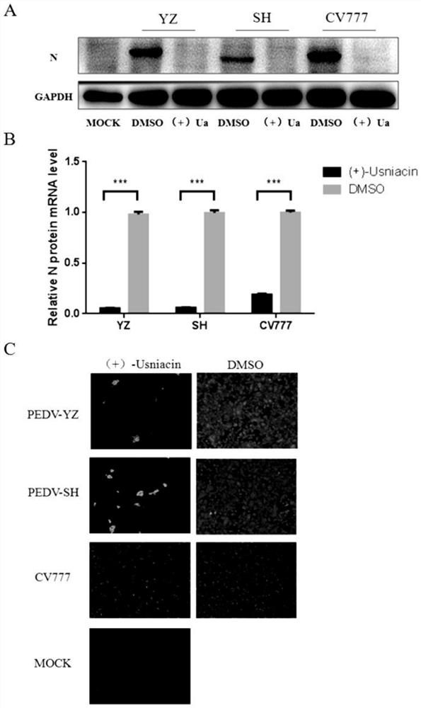 Application of usnic acid in preparation of medicine for preventing and treating porcine epidemic diarrhea