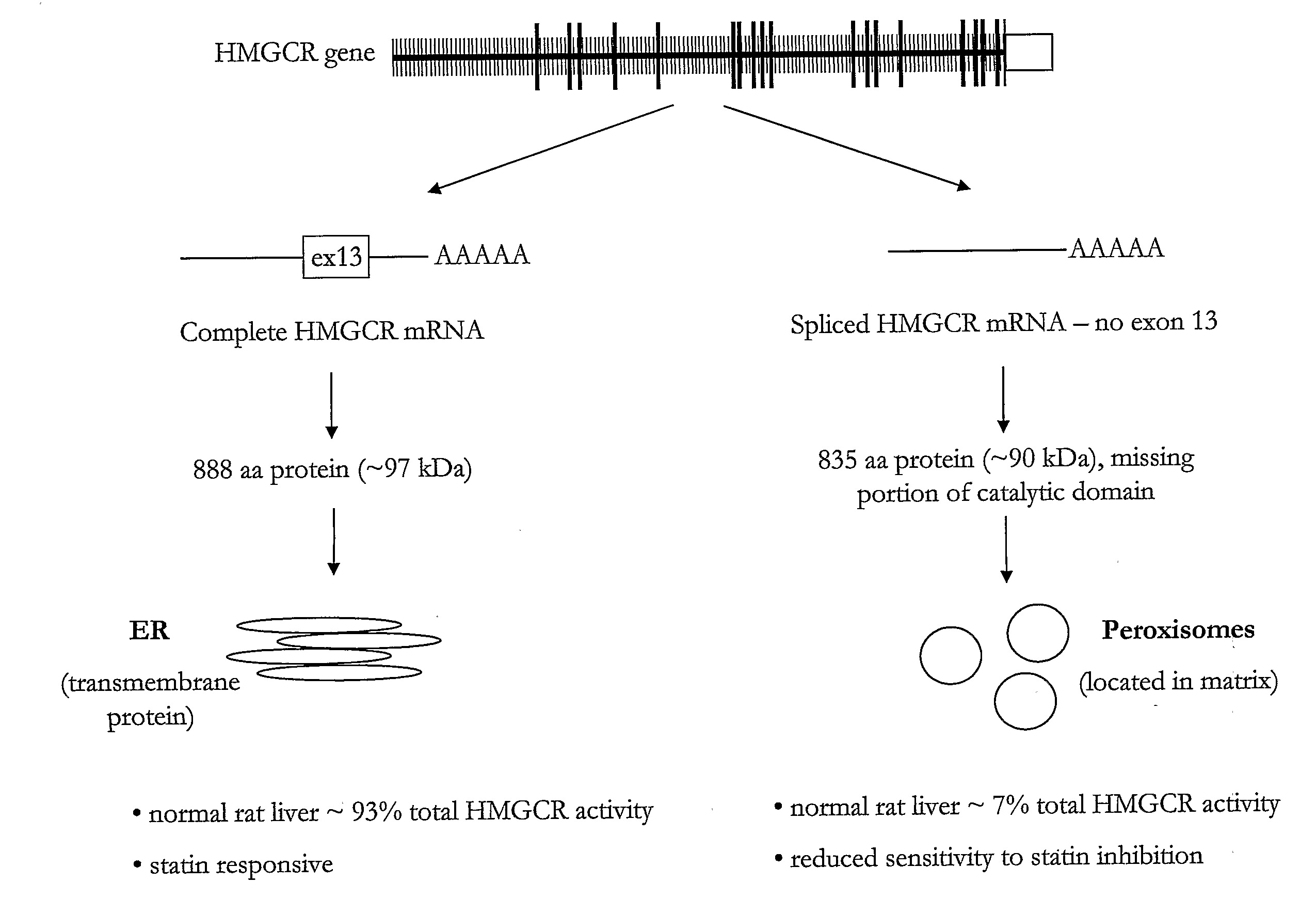 Hmgcr isoforms in Prediction of Efficacy and Identification of Cholesterol-Modulating Compounds