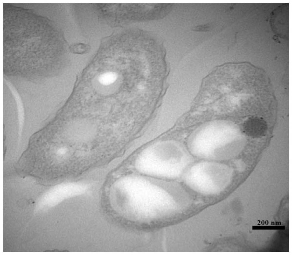 A kind of halovibrio using volatile fatty acid and its application