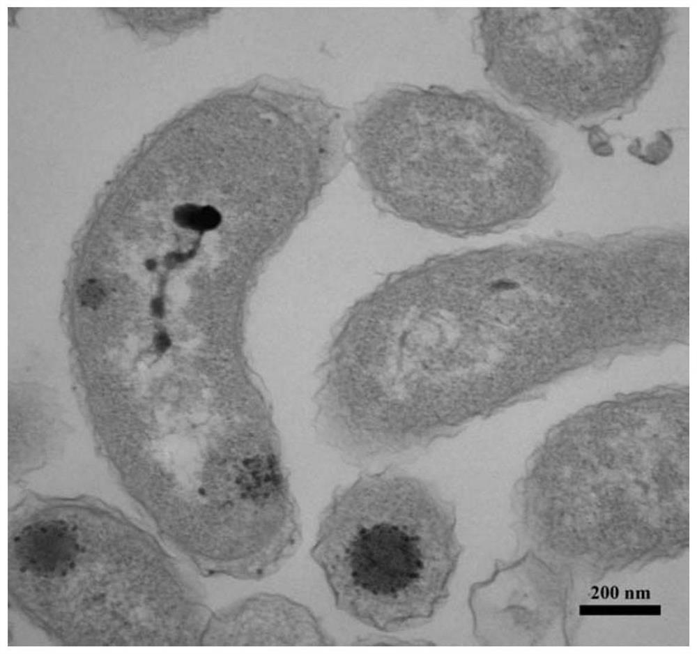 A kind of halovibrio using volatile fatty acid and its application