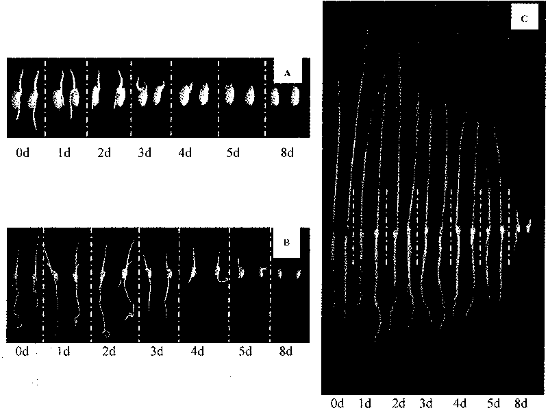 Method for manually ageing rice seeds