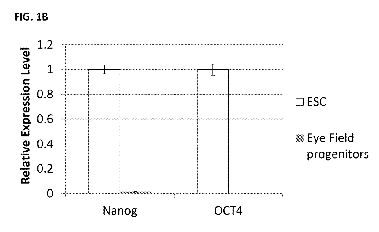 Retinal ganglion cells and progenitors thereof