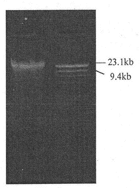 Novel cytochrome P450 gene, expressed protein and application thereof