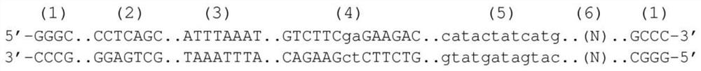 Methods for preparing nucleic acid molecules for sequencing