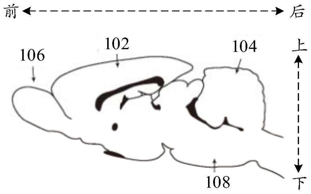 Brain slice mold manufacturing method, device, electronic equipment and storage medium