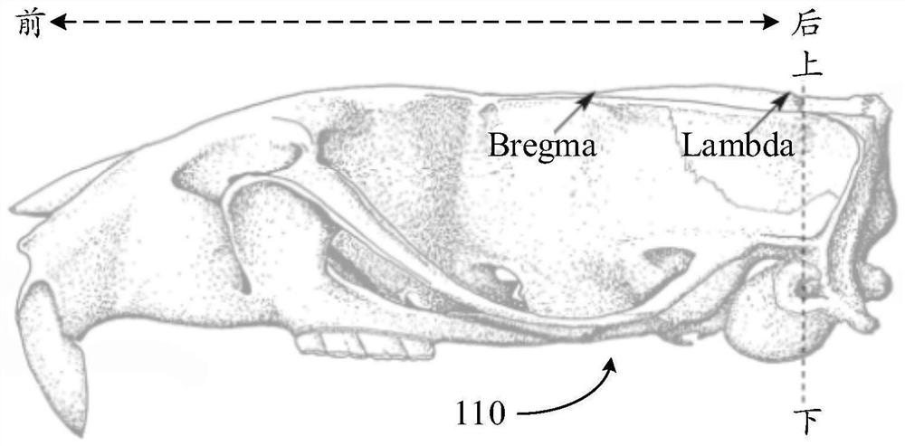 Brain slice mold manufacturing method, device, electronic equipment and storage medium