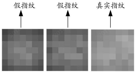 Fingerprint identification device and electronic equipment