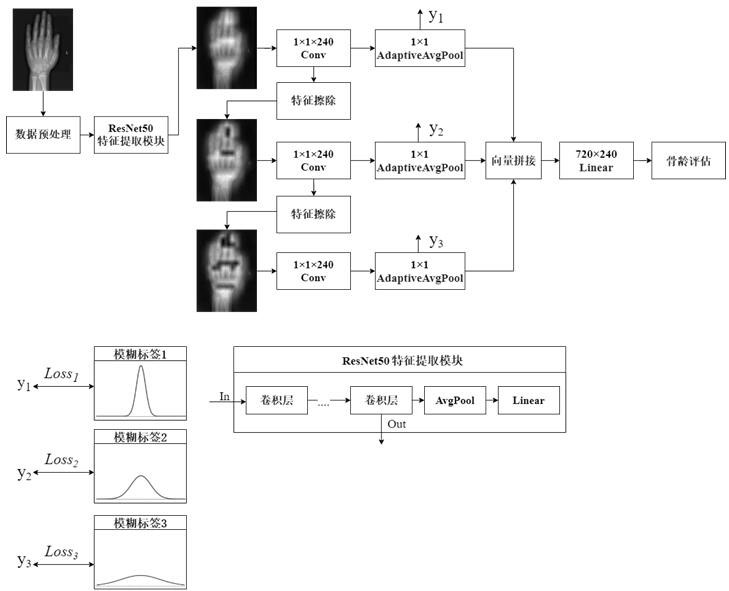 Bone age evaluation model establishment method based on fuzzy label