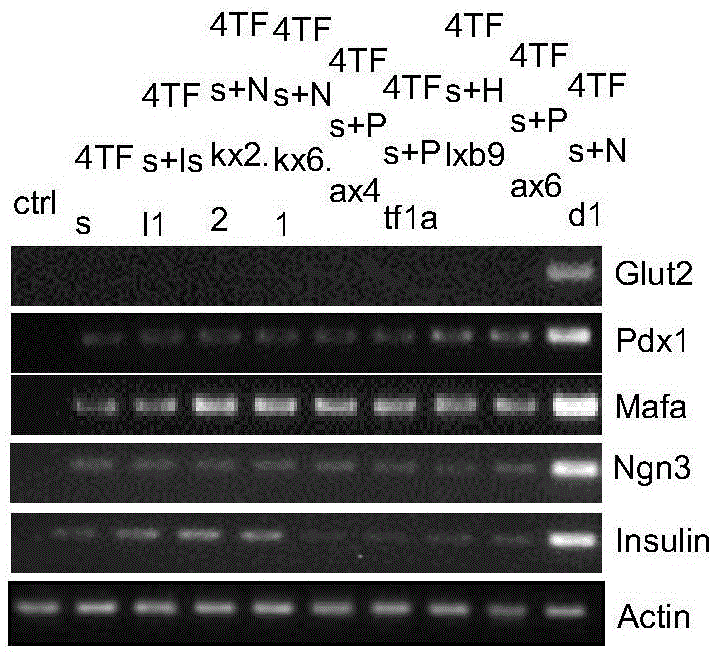 Induction method for insulin secretion cells based on human skin cells and application thereof