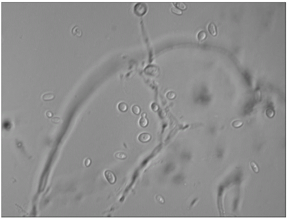 A novel saccharomycopsis fibuligera strain, a culturing method thereof and uses of the strain