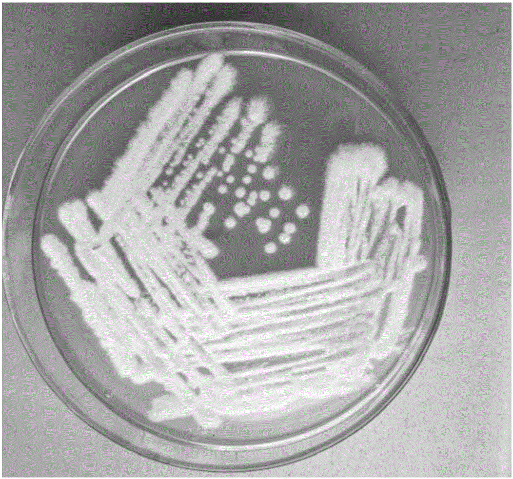 A novel saccharomycopsis fibuligera strain, a culturing method thereof and uses of the strain