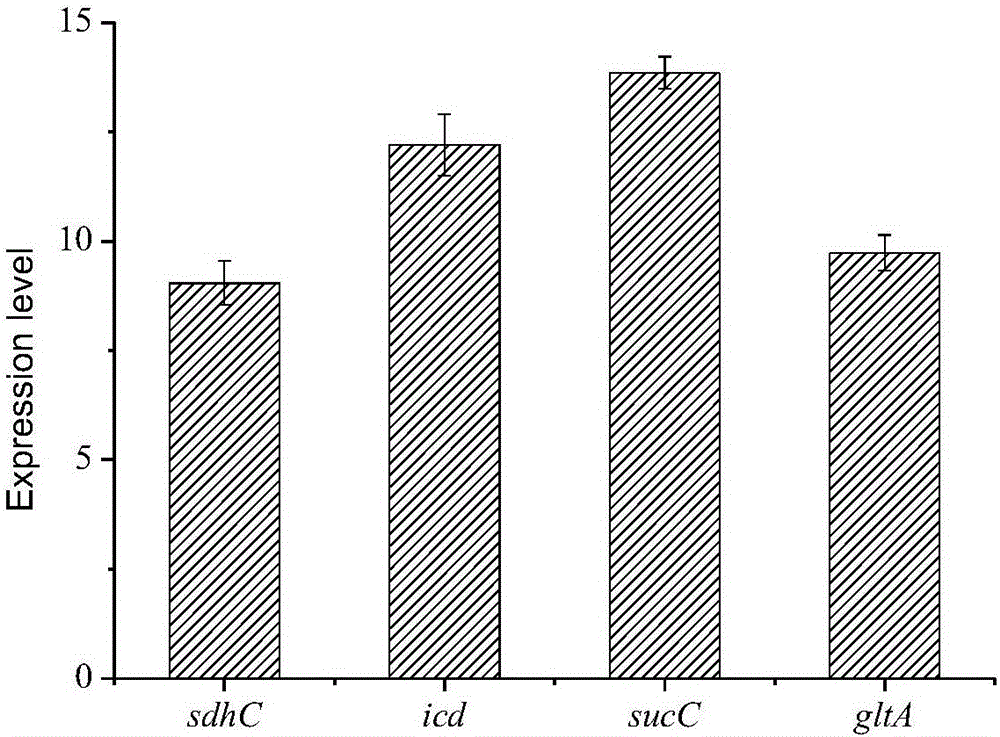 Method for knocking out arcA to increase yield of Klebsiella 1,3-propylene glycol