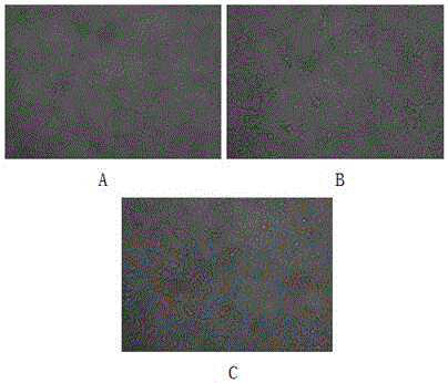 Method for cultivating hepatitis E viruses