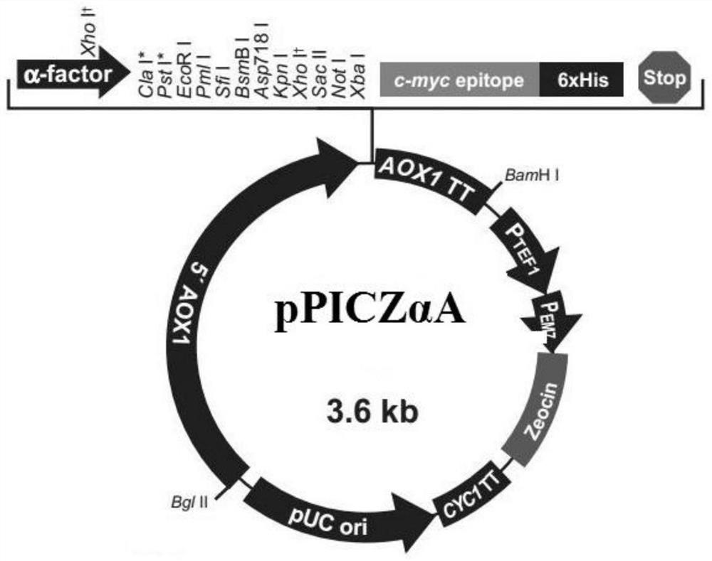 Alternaria pseudoalpacia effector  <i>na2-g9900</i> and its protein and application