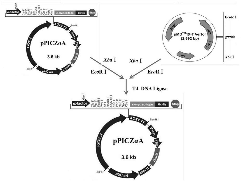 Alternaria pseudoalpacia effector  <i>na2-g9900</i> and its protein and application