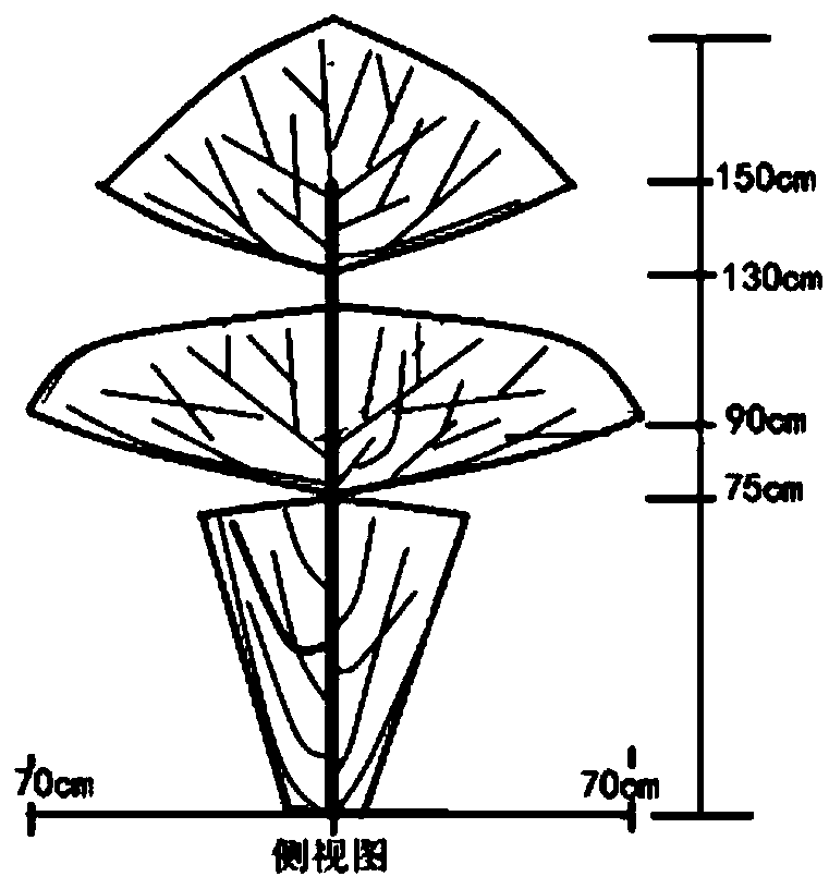 Culture method of leaf and flower dual-purpose tea tree crown