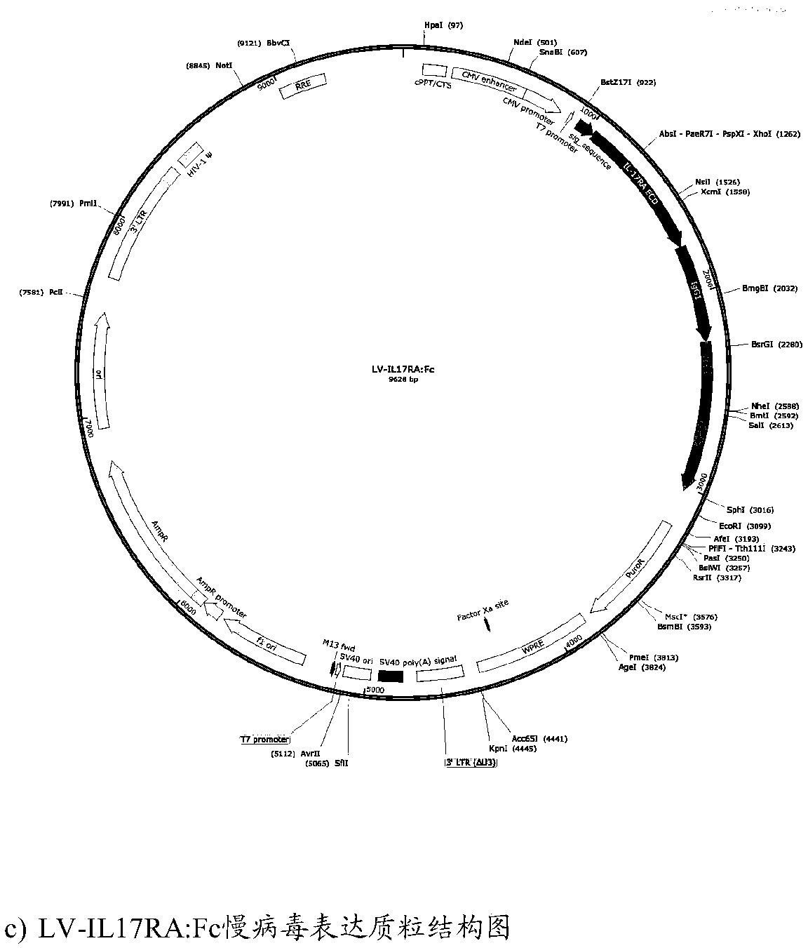 Mesenchymal stem cell for treating autoimmune diseases and preparation method and application of mesenchymal stem cell