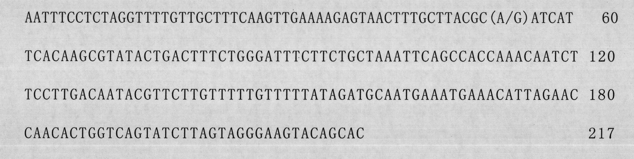 OBR (obese receptor) gene and application thereof as goose fat traits genetic markers