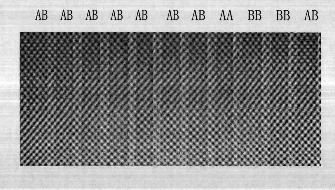 OBR (obese receptor) gene and application thereof as goose fat traits genetic markers