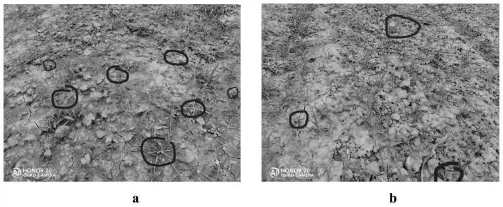 Comprehensive weed control method in radix bupleuri planting