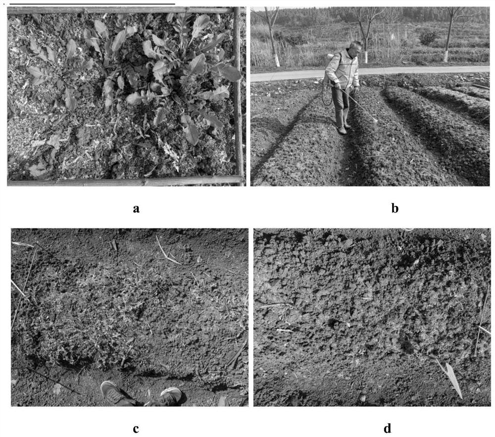 Comprehensive weed control method in radix bupleuri planting