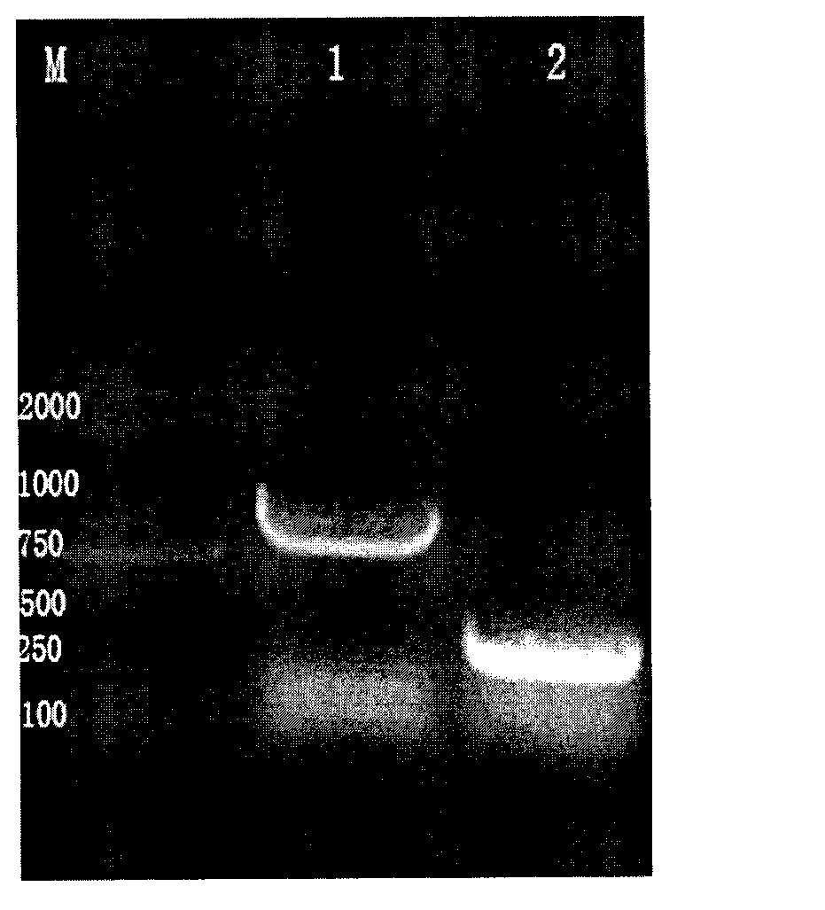 Anti-anthrax PA antigen monoclonal antibody and applications thereof