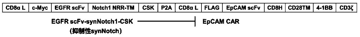 Inhibitive ability synthesis Notch, dual-target spot system and preparation method and application of dual-target spot system