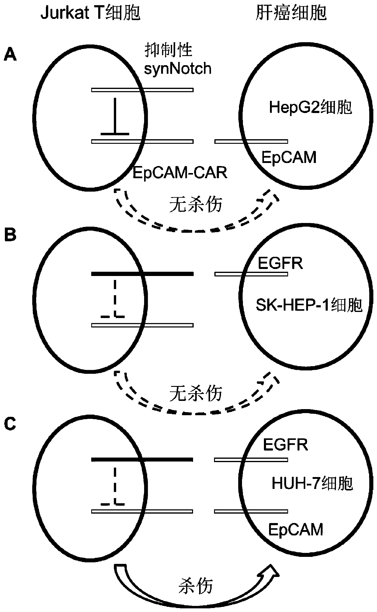 Inhibitive ability synthesis Notch, dual-target spot system and preparation method and application of dual-target spot system