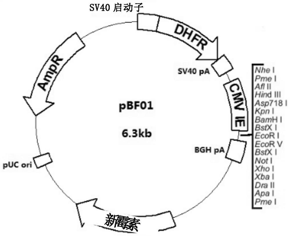 Recombinant human follicle-stimulating hormone and its preparation method