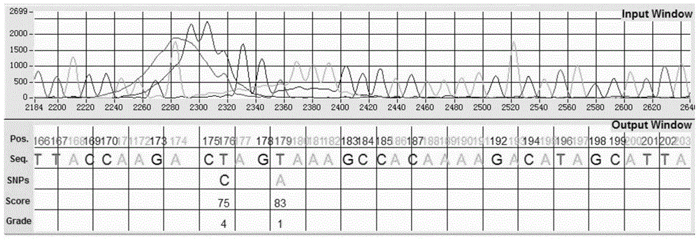 A method for identifying intra-individual SNPs in Sanger sequencing of diploid PCR products