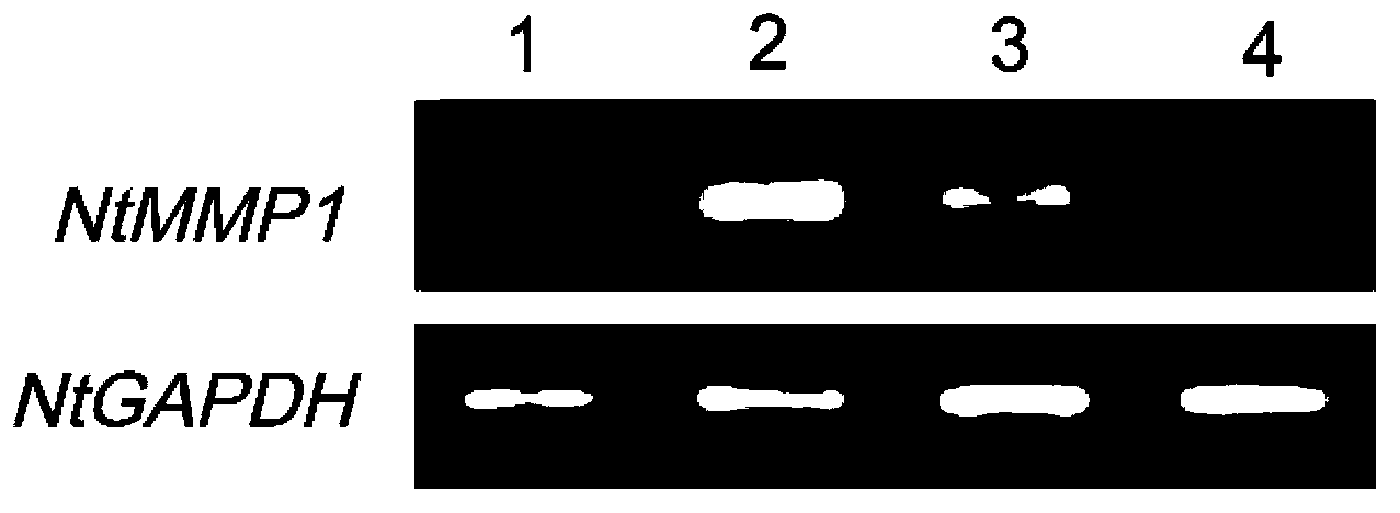 Method for determining the action factor of microbial preparations in reducing protein content in tobacco leaves