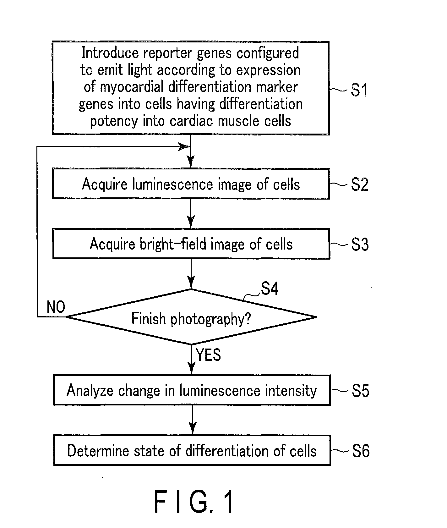 Method for monitoring differentiation into cardiac muscle cells